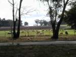 Rutherglen sheep and vineyard 