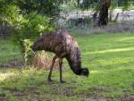 Emu 2 