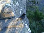 Grampions National Park - Reeds Lookout & Currawong