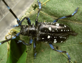 adult