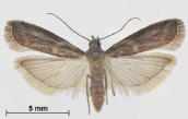 adult