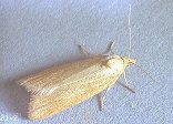 adult