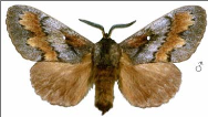 adult