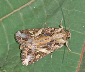 adult