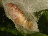 pupa