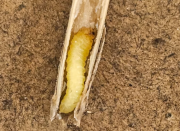 immature