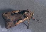 Spotted cutworm adult